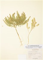 藏品(密花獨行菜)的圖片